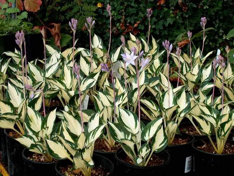 Хоста гибридная Fire and Ice. Хоста "Fire and Ice" (Hosta). Хоста гибридная Файр энд айс. Хоста Амазон.