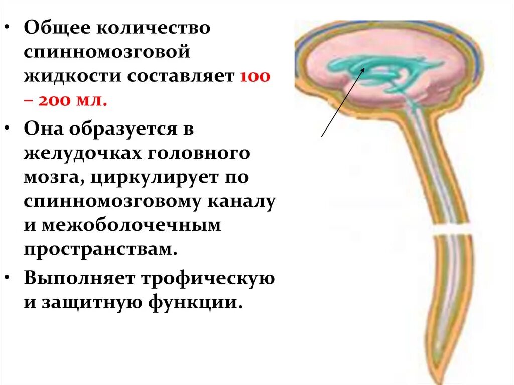 Что такое ликвор в головном мозге. Циркуляция ликвора. спинномозговая жидкость. функции ликвора в головном мозге.