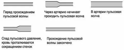 2 пульсовая волна