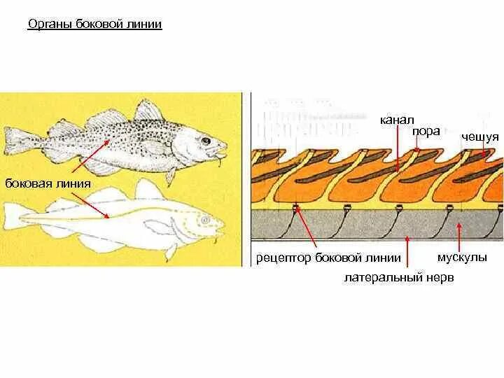 Особый орган чувств боковая линия. Строение органа боковой линии у рыб. Рецепторы боковой линии рыб. Боковая линия орган чувств у рыб. Строение боковой линии.