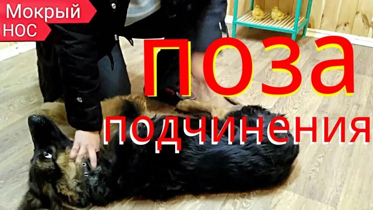 Кот принял угрожающую позу щенок тоже оскалился