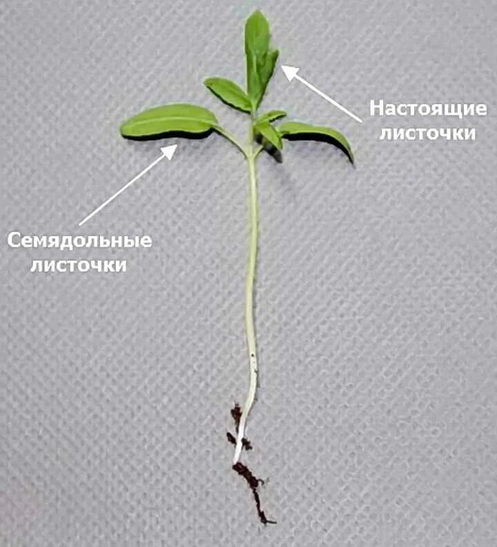 Можно ли углублять перцы. Что такое семядольные листочки у рассады помидор. Семядольные листья у гороха. Рассада томатов семядольные листья. Семядольные листья Amaranthus Tricolor.