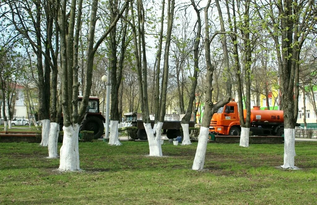 Зеленстрой старый оскол. Сквер шахтерской славы в Губкине. Зеленые насаждения в городе. Деревья в сквере. Белить деревья.