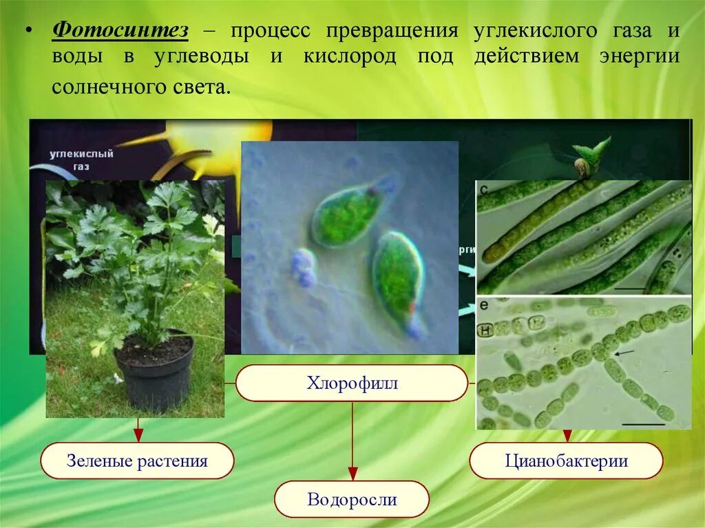 Орган клетки в котором происходит фотосинтез. Фотосинтез. Фотосинтез растений. Растение фотосинтезирует. Фотосинтез примеры.