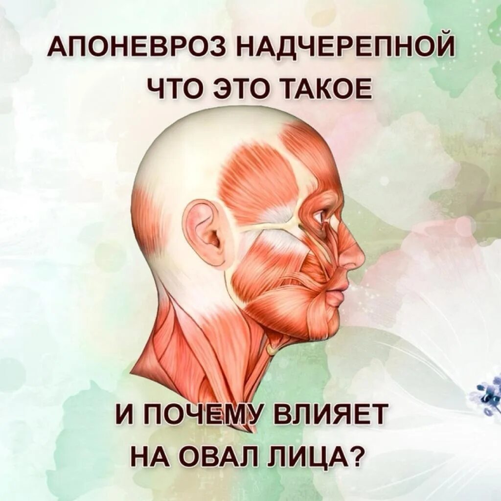 Надчерепная мышца функции