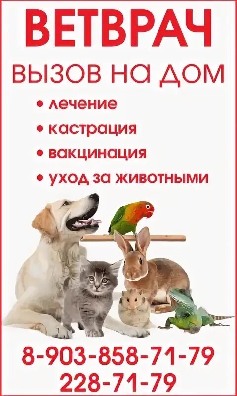 Круглосуточный выезд ветеринара. Вызов ветврача на дом. ветеринар выезд на дом круглосуточно. ветврач на дом круглосуточно. вызов ветеринара на дом круглосуточно.