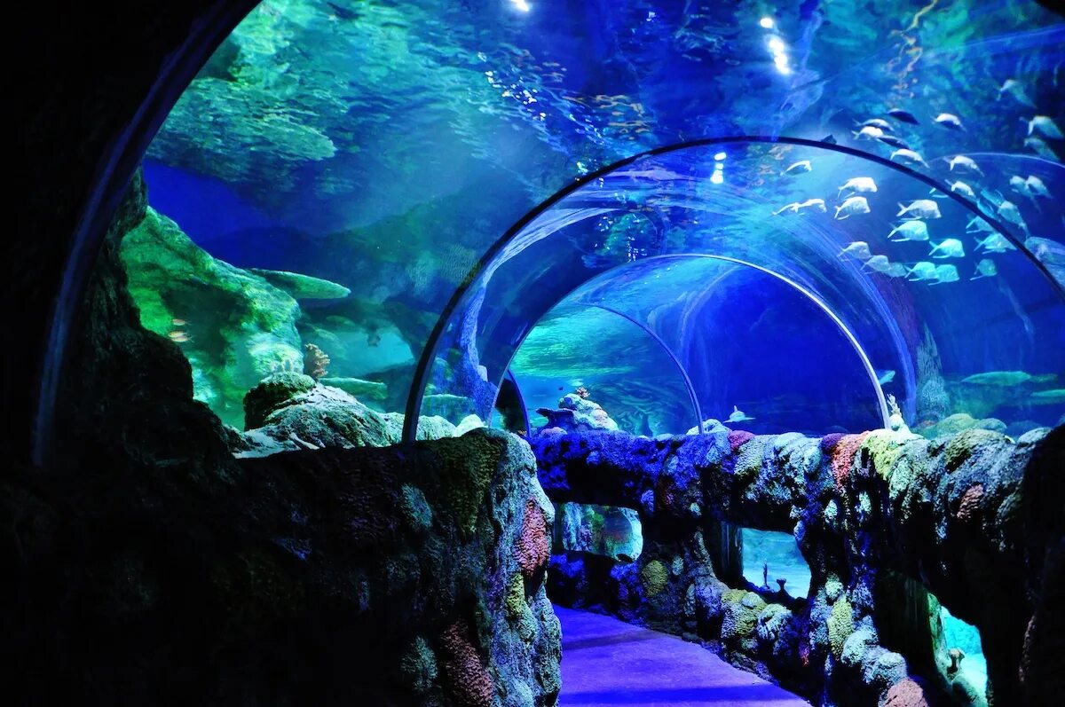 Отзыв sea life. Аквариум си лайф Стамбул. Аквариум тоннель Алушта. Аквариум Sea Life Park Tokyo. Посещение океанариума Sea Life Istanbul.