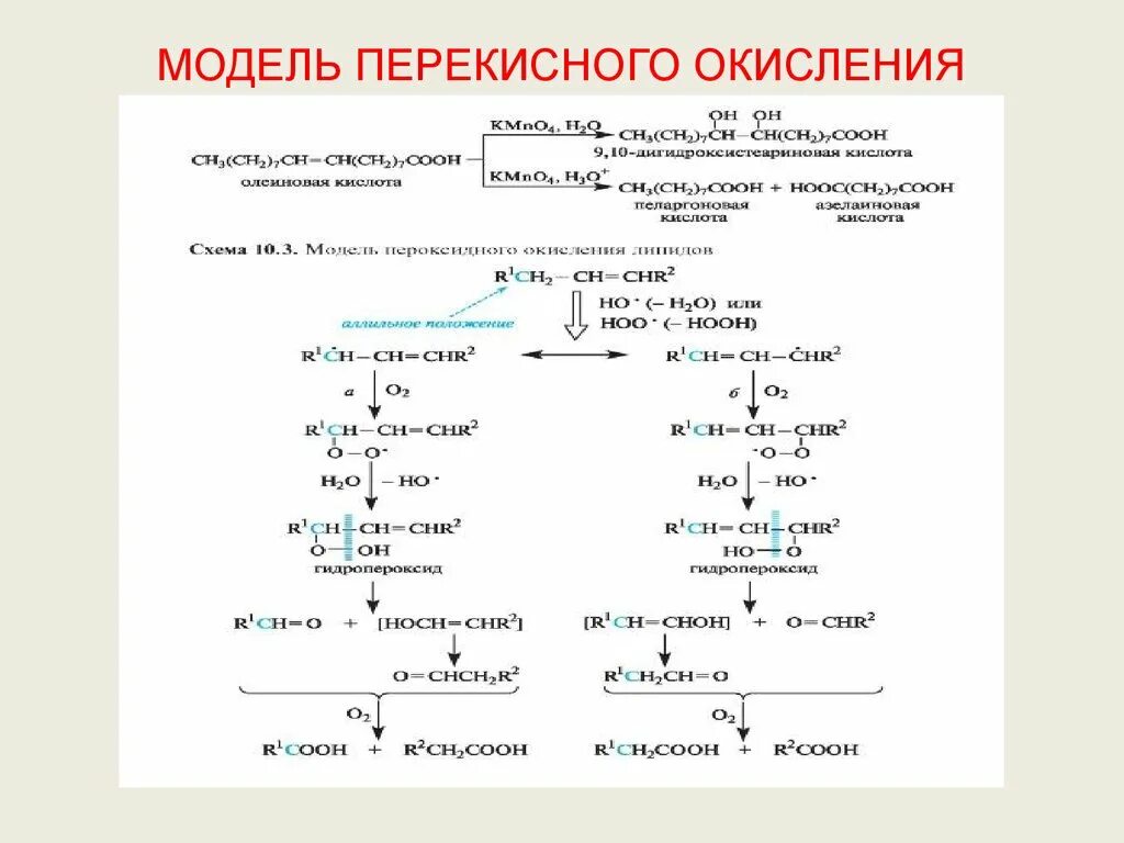 Пол липидов. Схема реакций перекисного окисления липидов. Реакции перекисного окисления липидов. Схема перекисного окисления липидов биохимия. Перекисное окисление липидов схема.