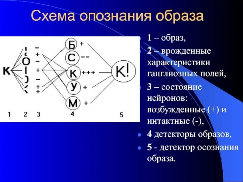 Опознание образов. Опознание образов физиология. Детектирование и опознание образов. Детектирование сигналов и опознание образов. Детектирование сигналов и опознание образов физиология.