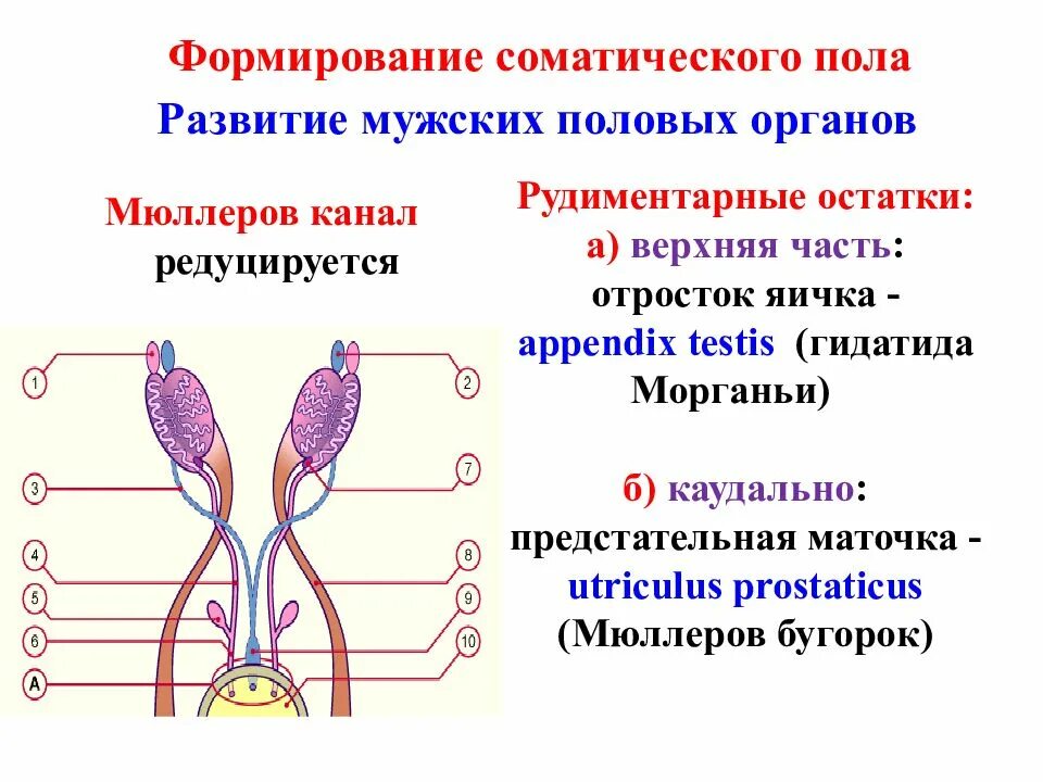 Развитие мужской половой системы анатомия. Развитие мужской половой системы в эмбриогенезе. Формирование женской половой системы. Схема развития женской половой системы. Название мужских и женских органов