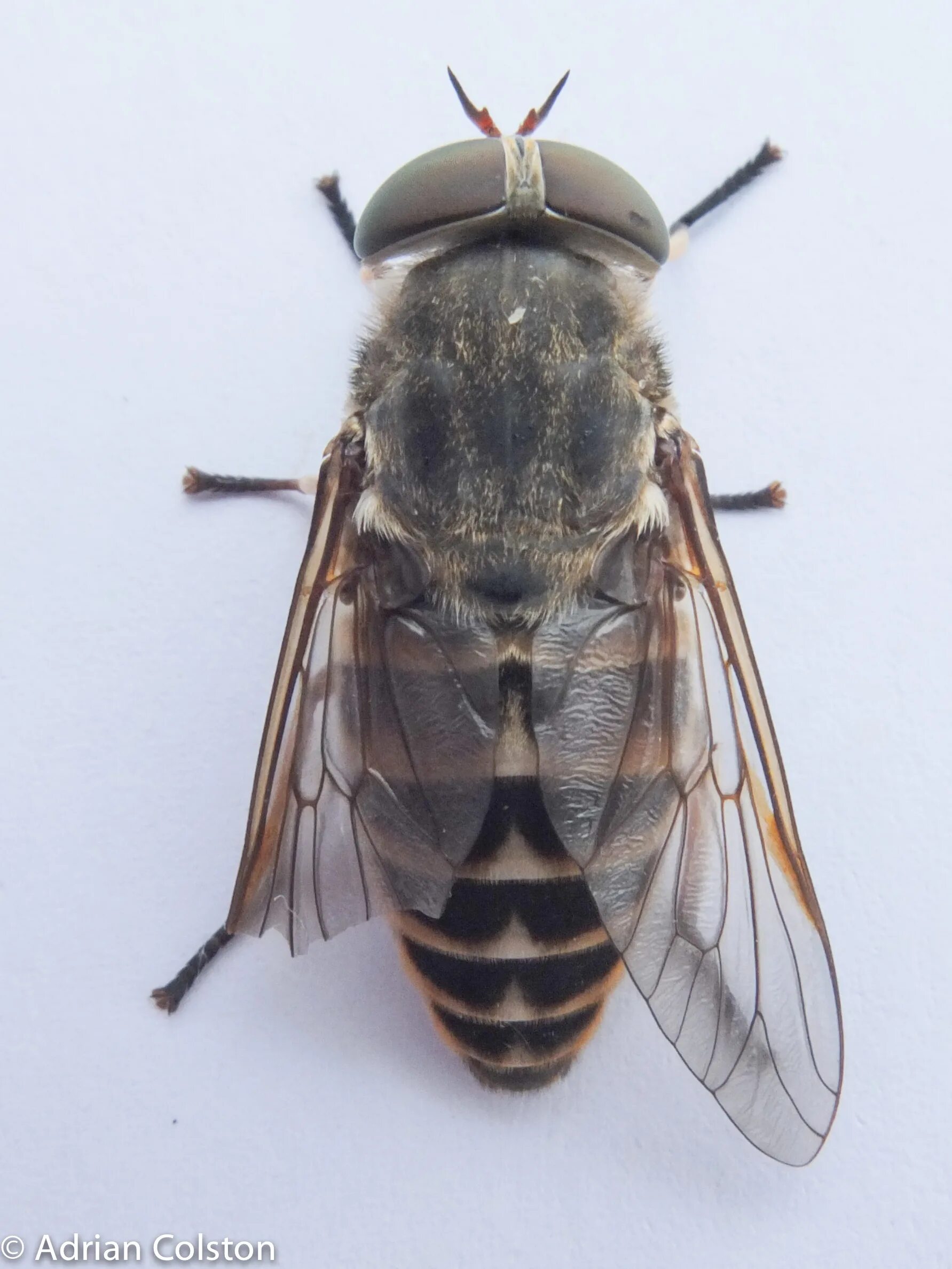 Слепень бычий Tabanus bovinus. Овод Шершень слепень. Королевский слепень. Слепень златоглазик Лесной.