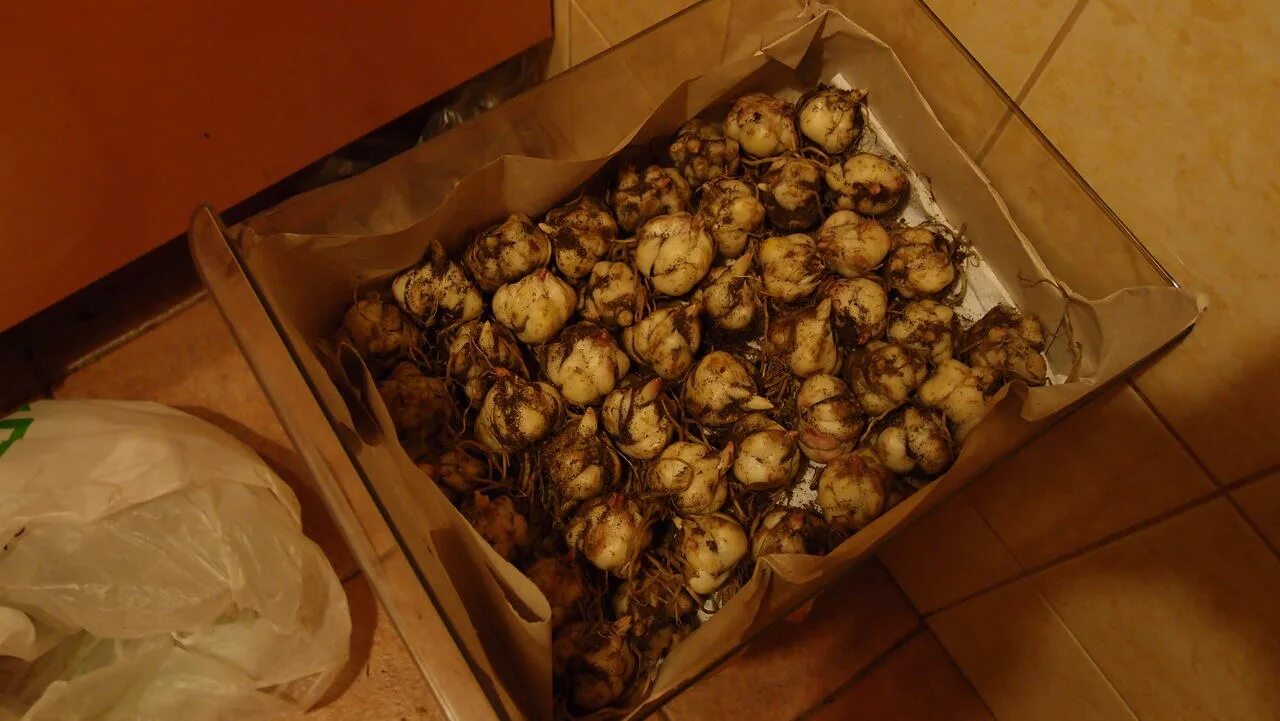 Хранение луковиц тюльпанов. Как хранить луковицы до весны. Выкапывание луковиц гладиолусов. Как хранить луковицы до весны. Луковицы тюльпанов хранить.