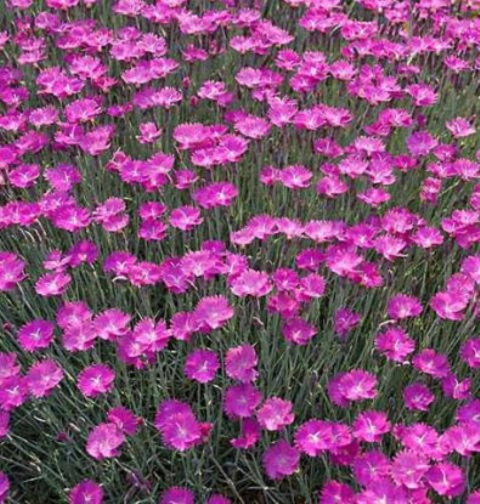 Гвоздика травянка выращивание из семян. Гвоздика травянка. Гвоздика Dianthus Alpinus. Dianthus Alpinus l..