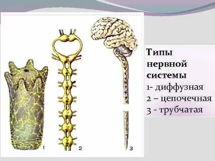 Трубчатая нервная