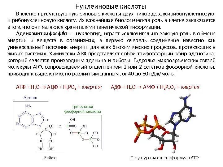 Биороль нуклеиновых кислот.