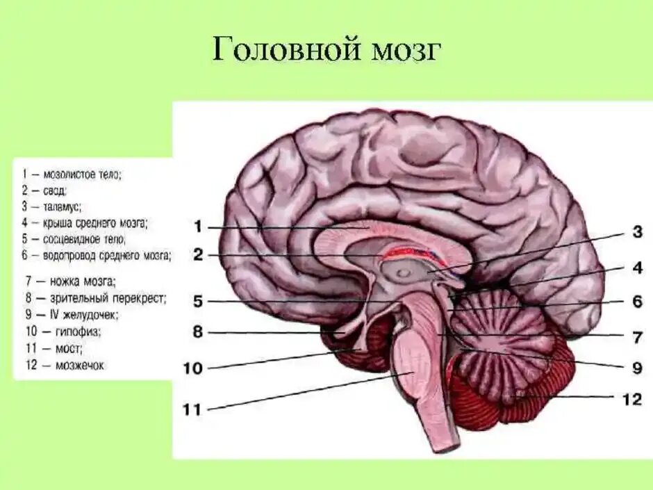 Внутренние части мозга. Ствол мозга анатомия функции. Последовательность отделов головного мозга снизу вверх. Ствол мозга и промежуточный мозг. Отделы ствола головного мозга продолговатый.