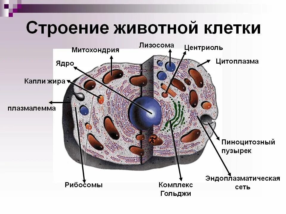 Строение животной клетки рисунок. Строение животнойной клетки 8 класс. Схема строения животной клетки. Строение живой клетки.