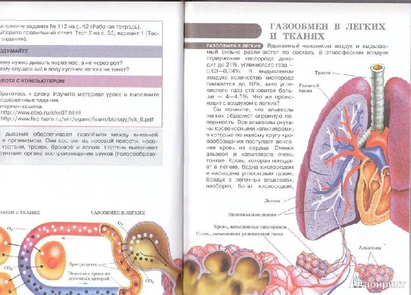 Биология 8 класс шарова