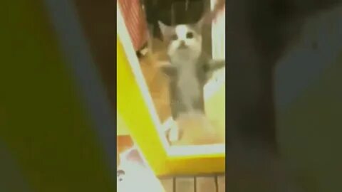 Кот шни шна шнапи