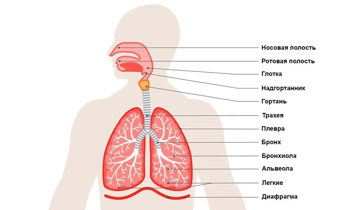 Дыхательная система человека рисунок.