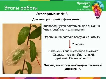 Укажи орган растений который отвечает за дыхание