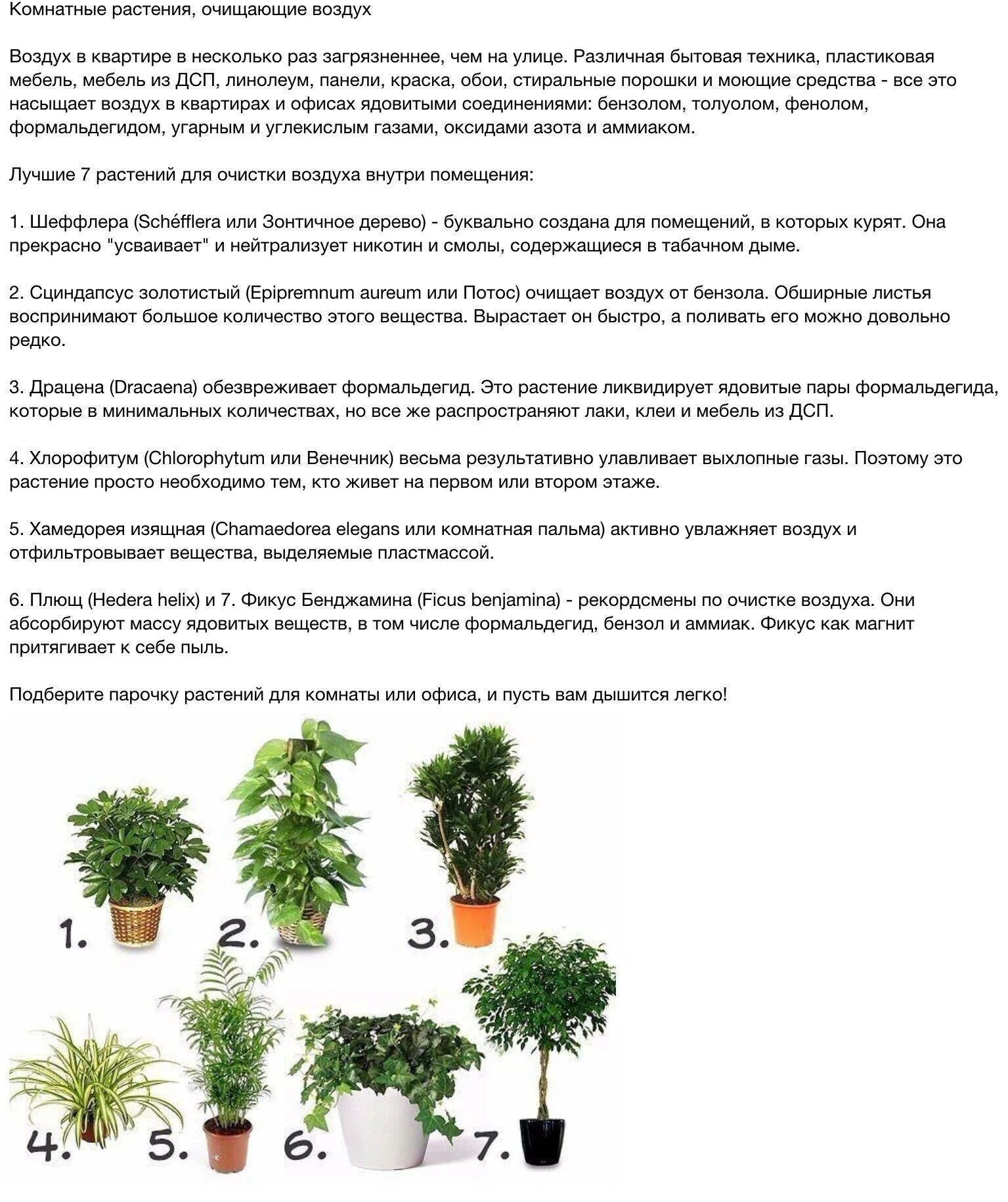 Цветы очищающие воздух в квартире
