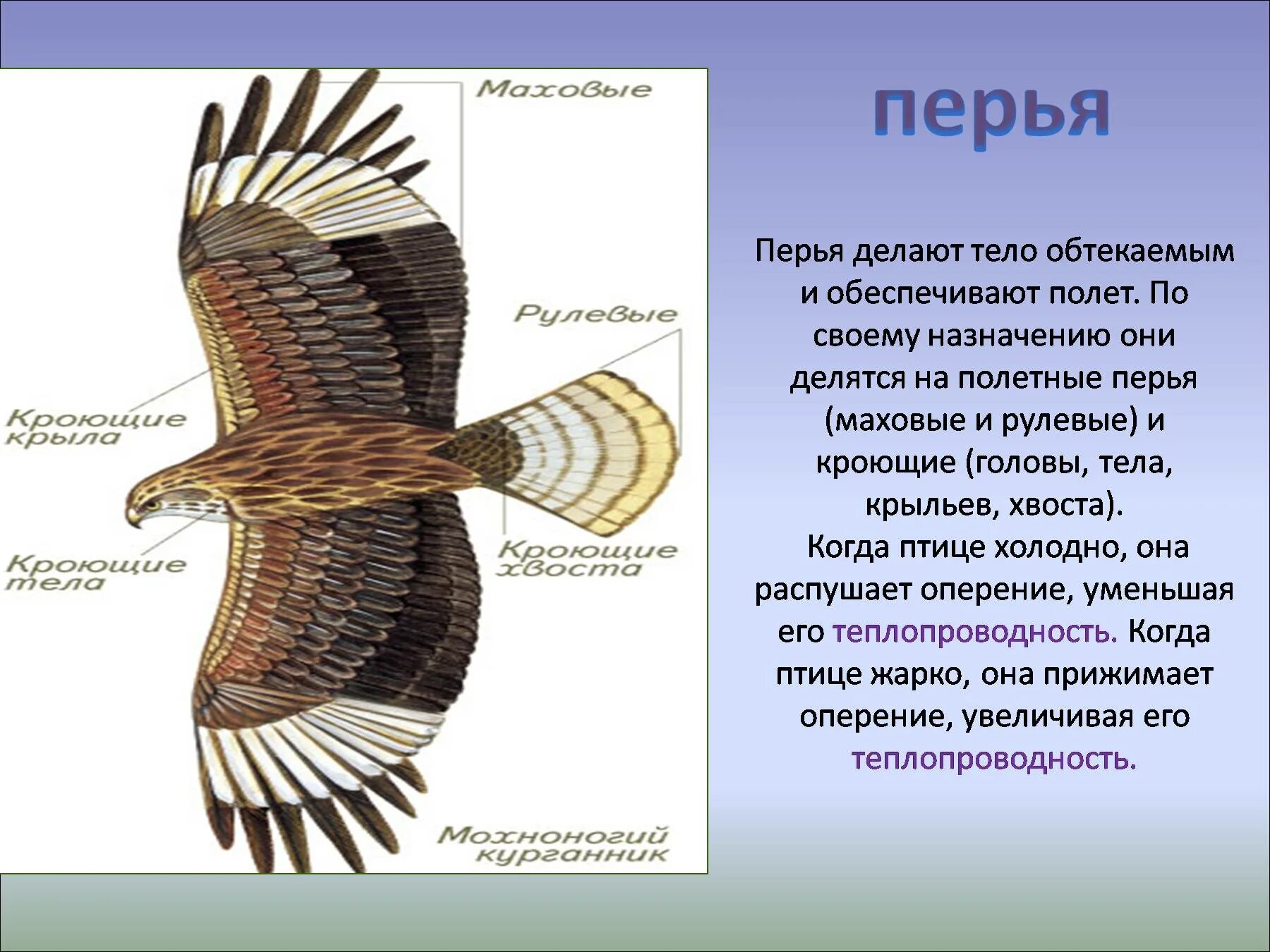 Покровы птиц кратко. Маховые Крылья птиц. Крыло птицы строение. Перьевой Покров птиц. Маховые перья у птиц.