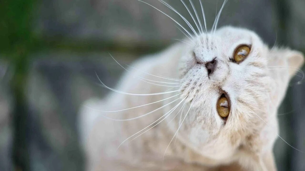 Fantastic Photos siamese cats aesthetic Ideas Siamese kitties are the best bette