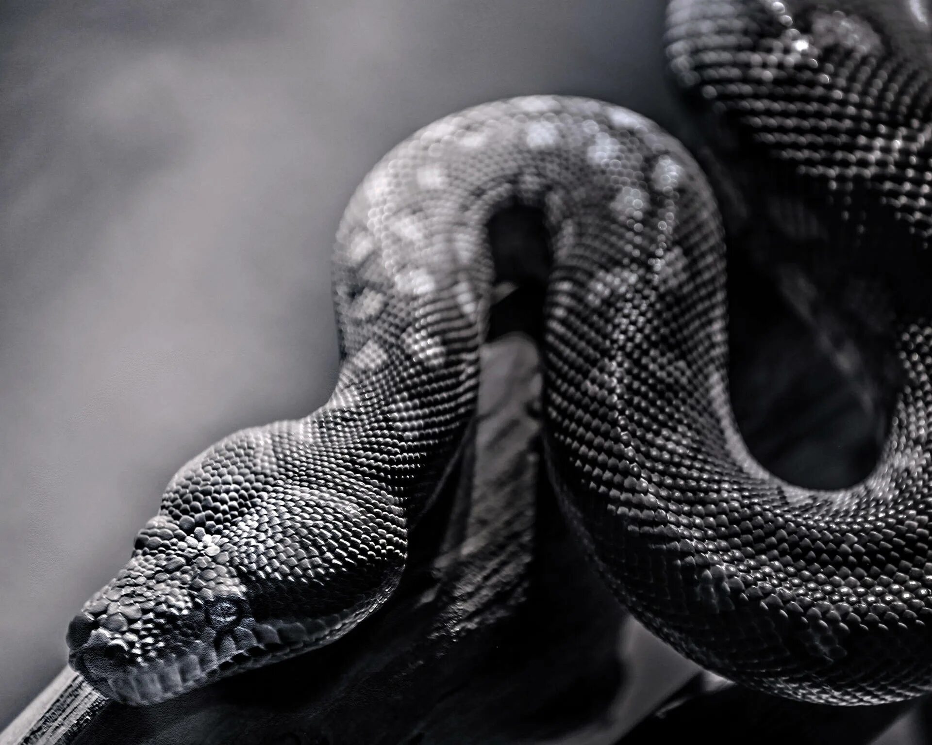 Smoke snake