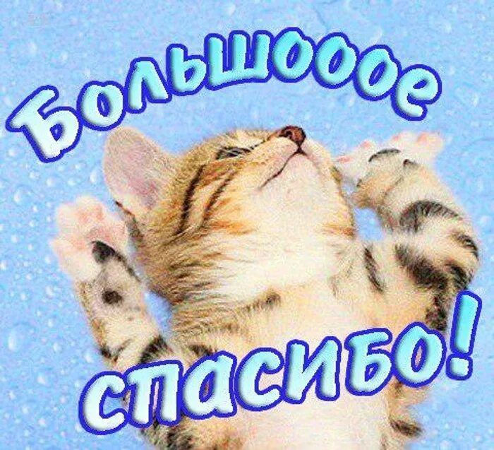 Спасибо за ничего. Открытки с благодарностью. котик спасибо. огромное спасибо мужчине. открытка спасибо с котиком.