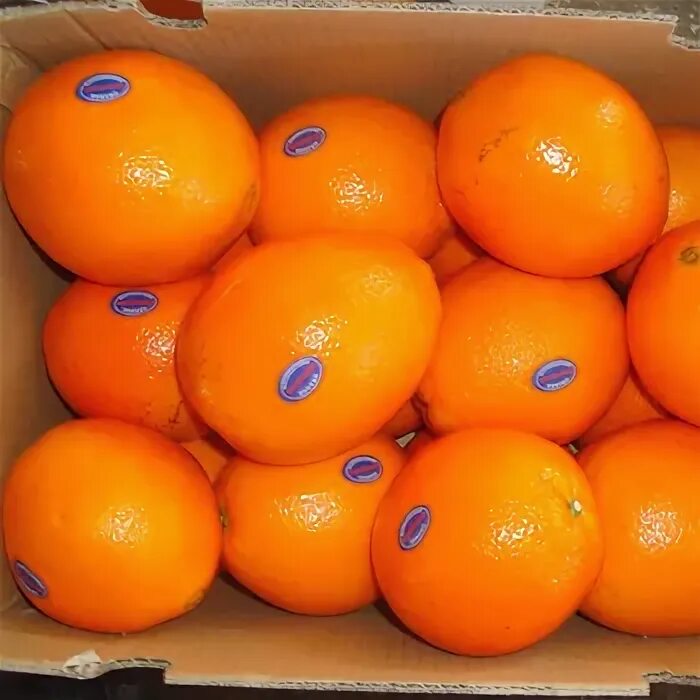 Апельсины страны производители. Мандарины Berkane. Апельсины производитель. Мандарины Sweet производитель. Апельсины фирмы производители.