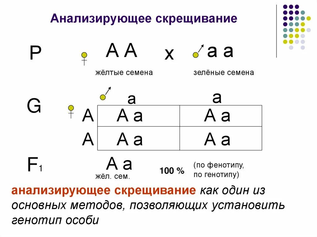 Гомозиготная особь с рецессивным признаком. Схема 3 закона Менделя анализирующее скрещивание. 3 Закон Менделя анализирующее скрещивание. Схема анализирующего скрещивания. Генетическая схема анализирующего скрещивания.