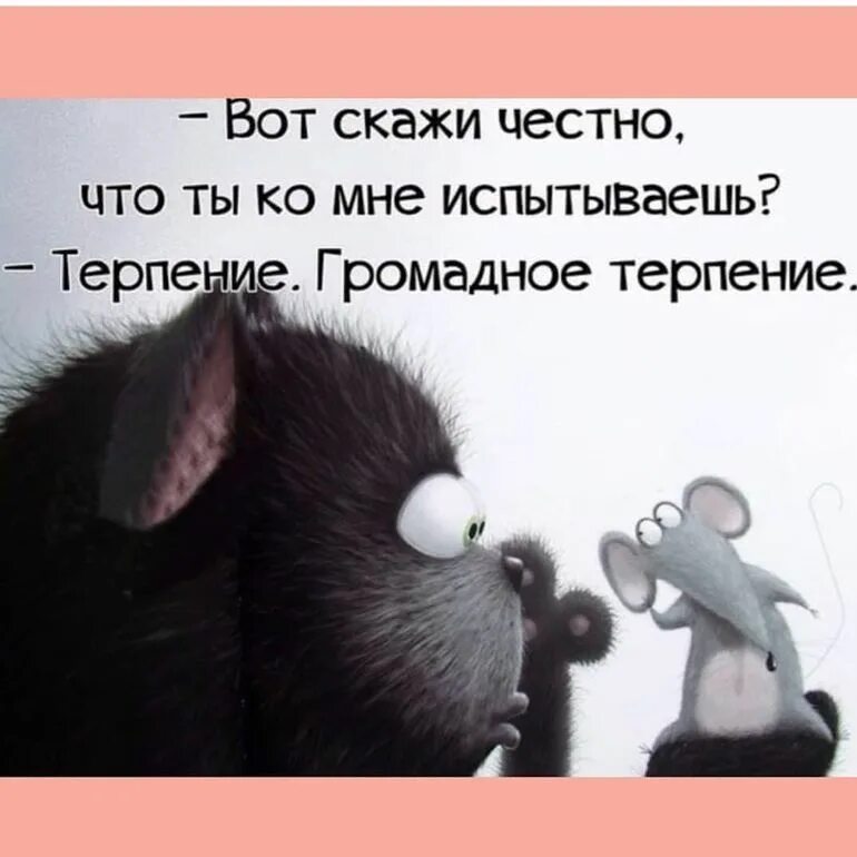 Не испытывайте мое терпение майер. Смешные высказывания про терпение. фразы прикольные про терпение. терпение цитаты смешные. афоризмы про терпение прикольные.