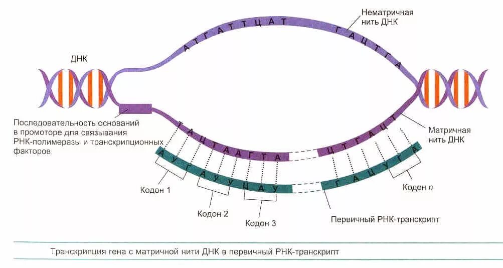 Схема транскрипции ИРНК на ДНК. Транскрипция биология схема. Транскрипция ДНК В РНК процесс. Процесс транскрипции в биологии. Описание процесса транскрипции