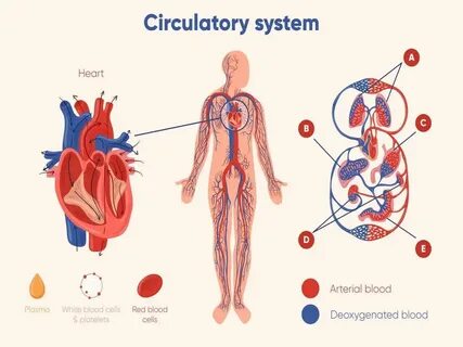 Circulatory system