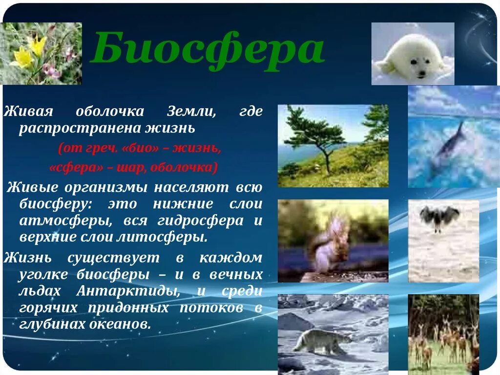 В верхнем слое воды обитает больше организмов. Биосфера. Тема Биосфера. Живая оболочка земли. Живые обитатели биосферы.