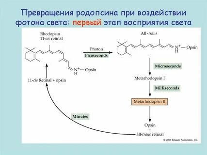 Цикле преобразований