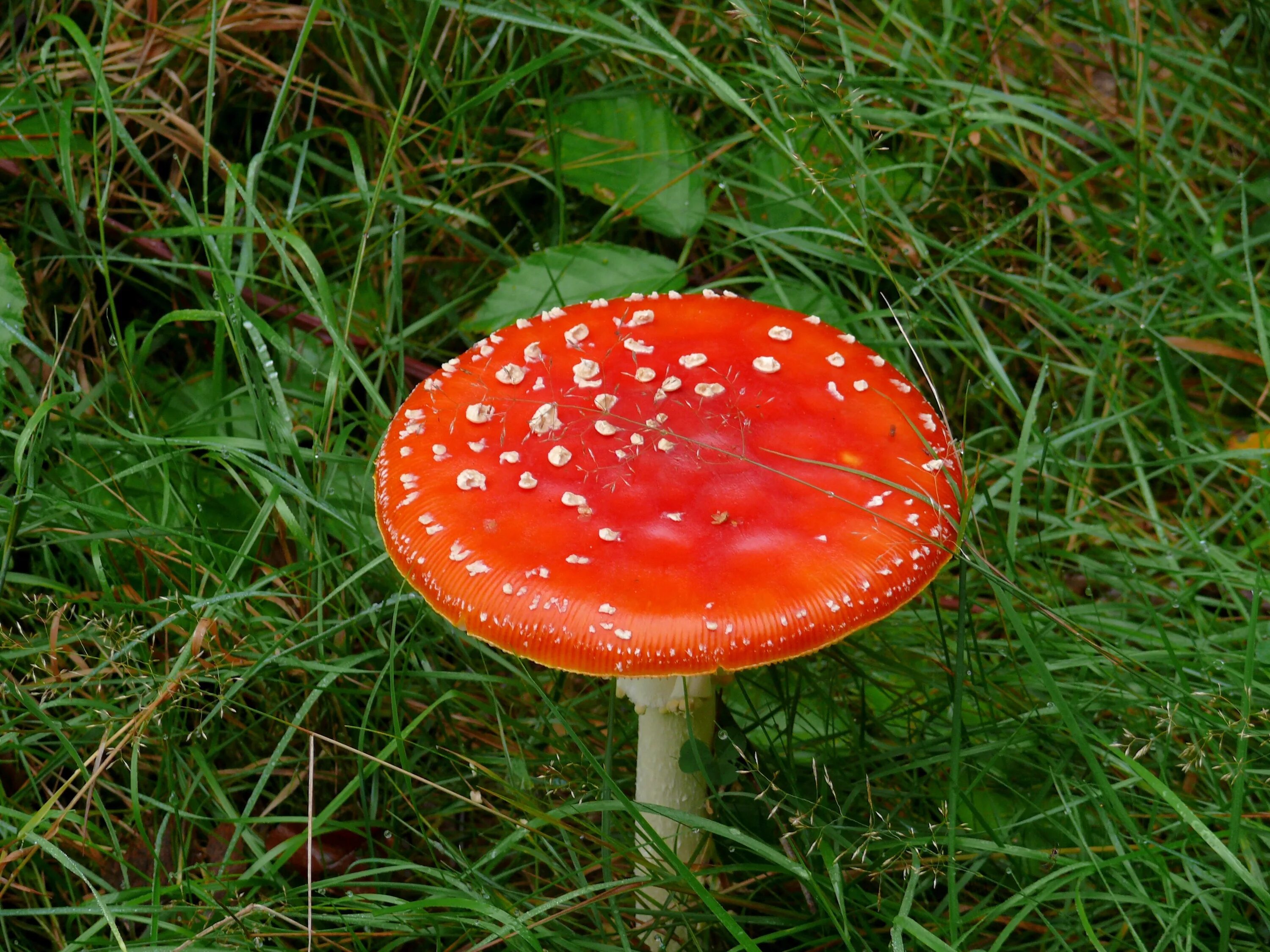 Fly agaric bss. Fly agaric. Fly agaric bss. Fly agaric bss. Fly agaric bss.