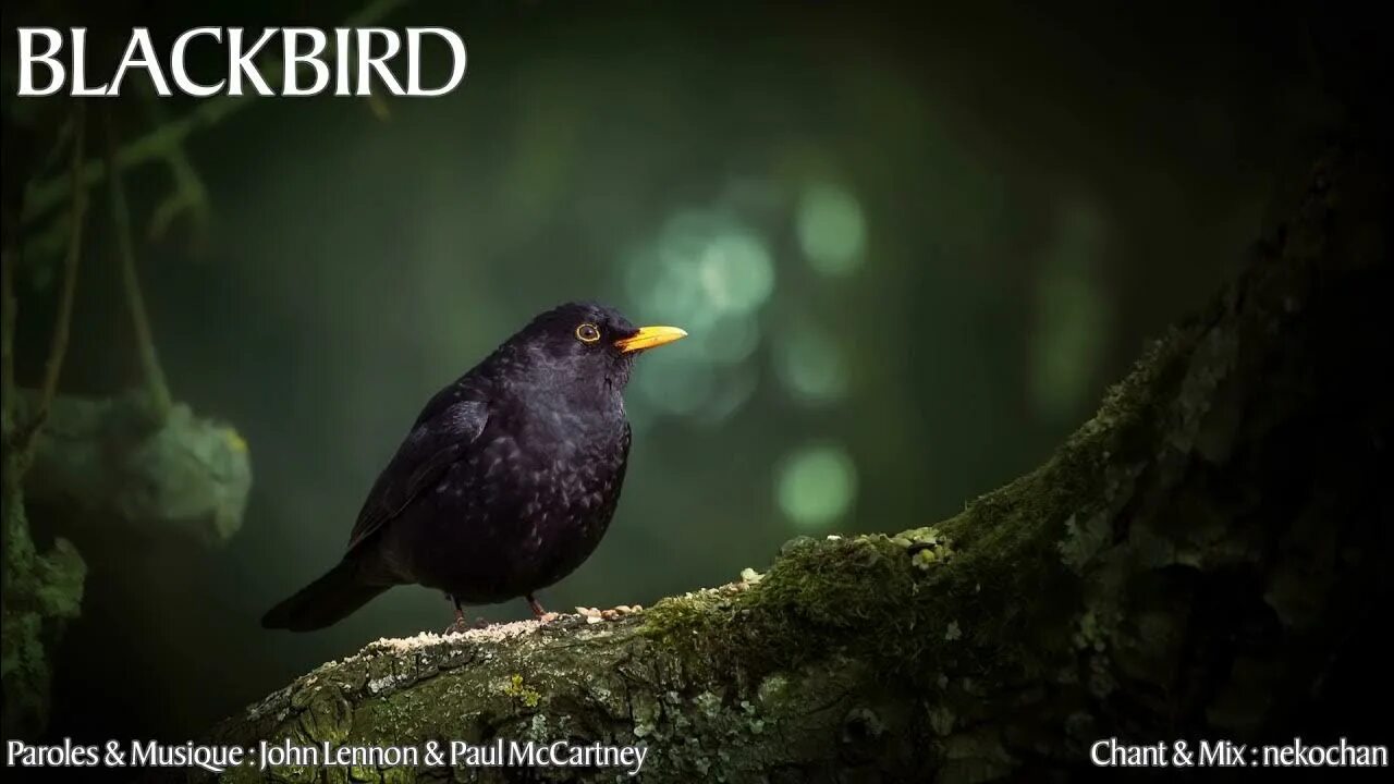 Eurasian blackbird птица. Черный дрозд птица. птица с желтыми глазами. черный дрозд картина.
