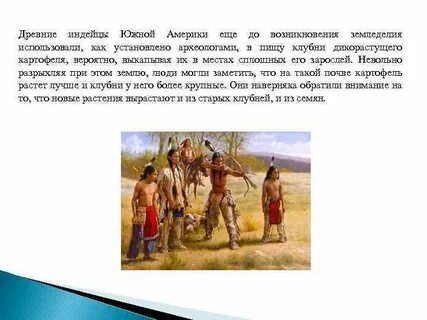 Дерево сок которого издавна использовали индейцы