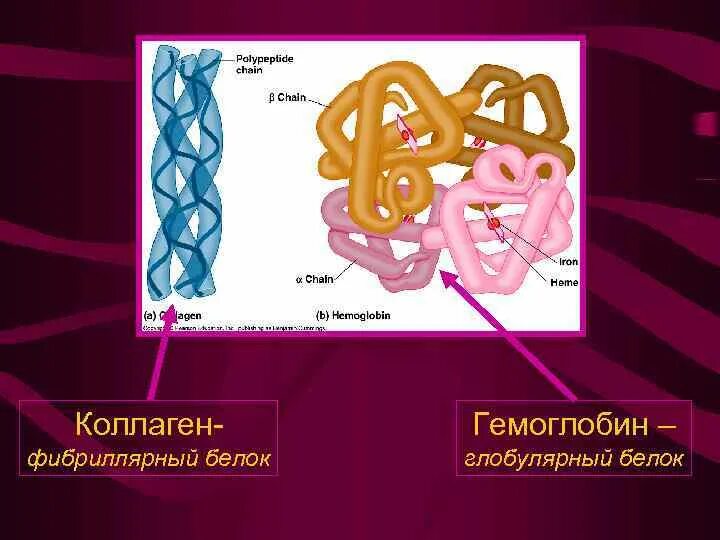 Гемоглобин глобулярный. Гемоглобин фибриллярный белок. коллаген фибриллярный белок. белки уровни структурной организации. уровень организации гем.