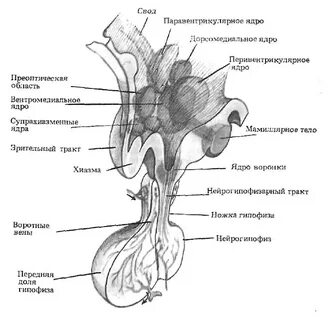 Паравентрикулярное ядро гипоталамуса