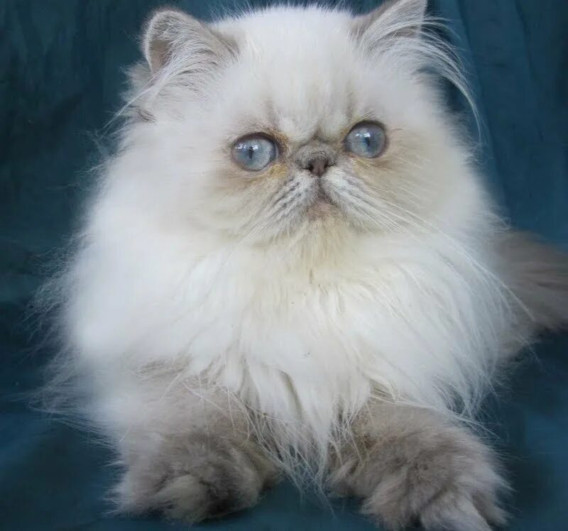 Метовые персы. Персидская шиншилла экстремал. Персидская голубая кошка. Персидские котята. Персидский голубоглазый кот.