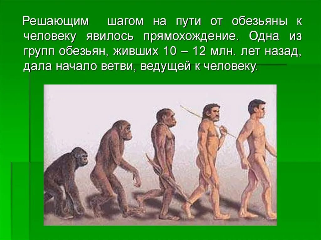 Относится ли человек к приматам. Эволюция обезьяны в человека. Эволюция человека картинки. От обезьяны к человеку. Путь от обезьяны к человеку.