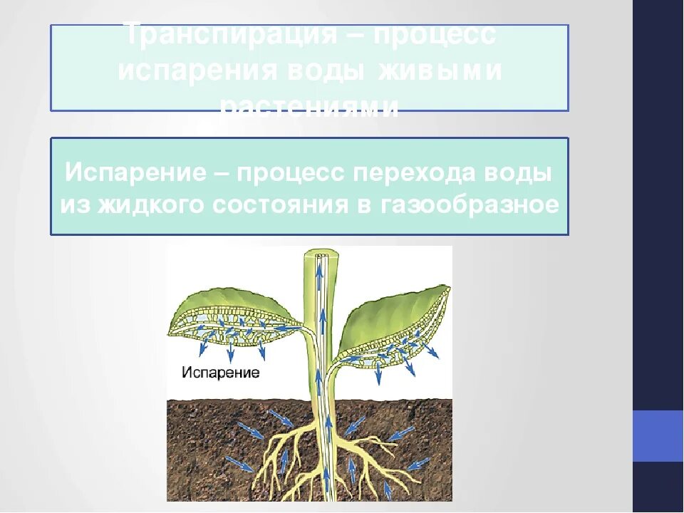 Транспирация это. Испарение воды растениями транспирация. Транспирация это процесс у растений. Процесс испарения у растений. Транспирация у растений это.