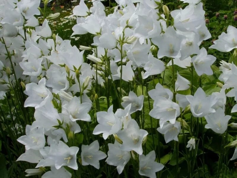 Белые колокольчики фото. Колокольчик персиколистный (Campanula persicifolia). Колокольчик персиколистный (Campanula persicifolia `Takion White`). Колокольчик персиколистный (Campanula persicifolia l.).