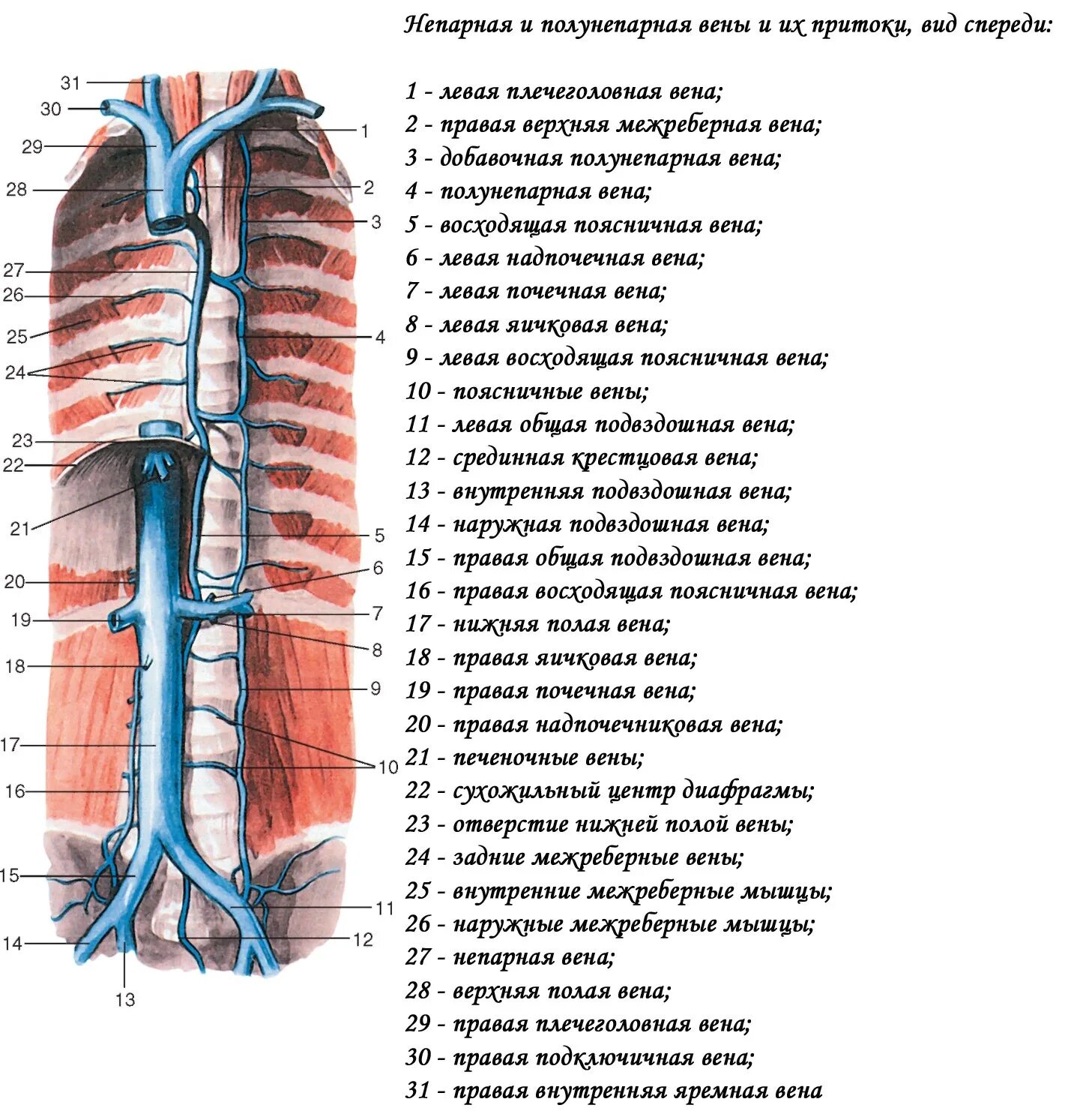 Две верхние полые вены. Непарная полугепарная Вена. Непарная Вена топография. Топография полунепарной вены. Непарная и полунепарная вены и их притоки, вид спереди латынь.