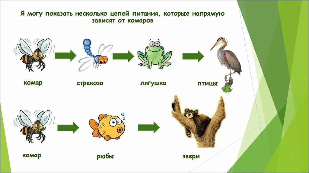 Выпадение одного звена из цепи питания. Цепи питания 5 класс биология. Цепочка питания 5 класс биология. Цепь питания животных из 4 звеньев. Цепи питания животных 5 класс биология.