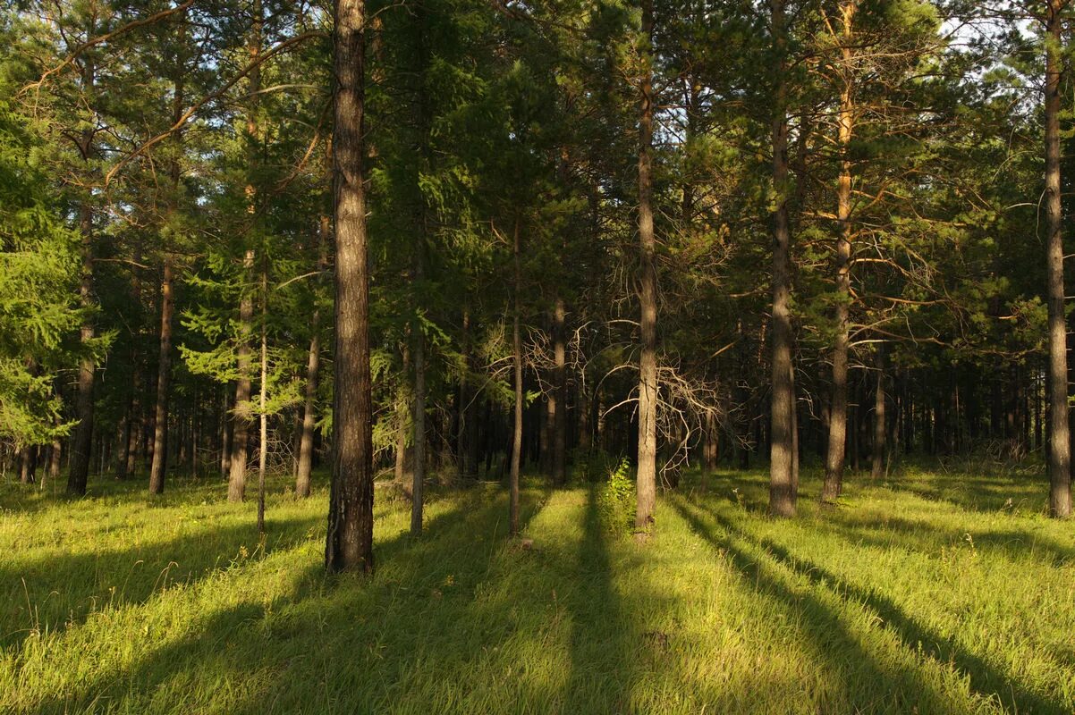 Благовещенский лес. Немного о Сосновом лесу. Природа в окрестностях Иркутска. В Благовещенске лес с соснами.
