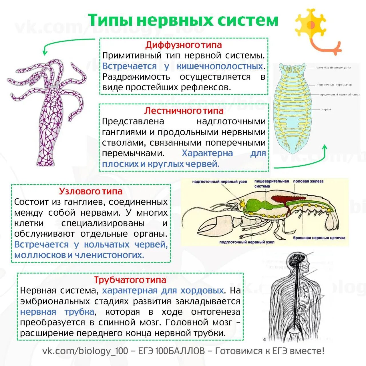 Типы нервной системы. Типы нервной системы биология. Нервная система ЕГЭ биология. Типы нервной системы таблица